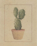 Opuntia