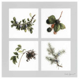 Fruits Violets