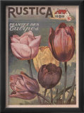 Plantez des Tulips