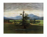 The Lonely Tree
