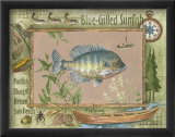 Blue-Gilled Sunfish