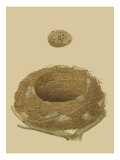 Antique Nest and Egg IV