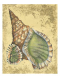 Sand and Shells I