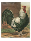 Cassell's Roosters IV