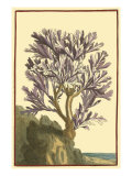 Coral by the Sea V