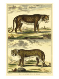 Diderot's Panther and Leopard
