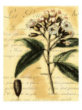 Clove