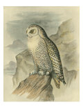 Snowy Owl