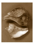 Sensual Shells II