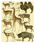 Oken Giraffe and Camel