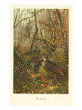 Woodcock
