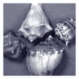 Shell Convergence V