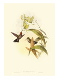 Small Gould Hummingbird IV