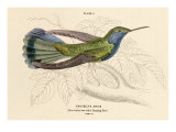 Blue Bellied Hummingbird