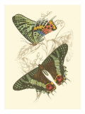 Jardine Butterflies IV