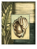Small Tropical Shell III