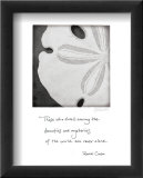Sand Dollar