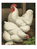 Cassell's Roosters I