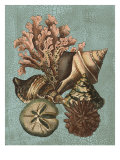 Shell and Coral on Aqua I