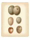 Bird Egg Study IV