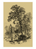 The Ash Tree