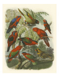 Red Cassel Birds II