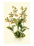 Orchid Array II