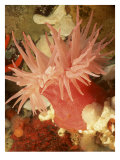Graphic Sea Anemone I