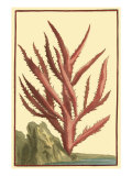 Coral by the Sea III