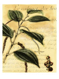Black Pepper