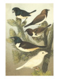 Cassel's Petite Songbirds IV