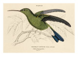 Buffon's Hummingbird