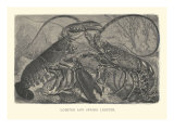 Lobster and Spring Lobster