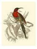 Jardine Hummingbird VI