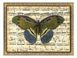 Butterfly Harmony II