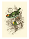 Fire-Crowned and Common Goldcrest