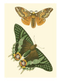 Papillion I