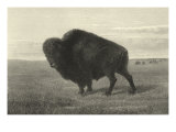 American Bison