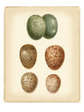 Bird Egg Study V