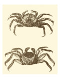 Sepia Crabs II