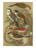 Cassel's Petite Songbirds II