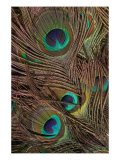 Peacock Feathers IV