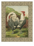 Roosters III