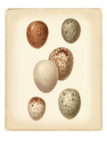 Bird Egg Study III