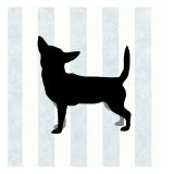Chihuahua in Neutral