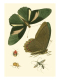 Papillion III