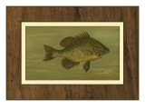 Common Sunfish