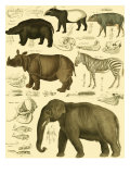 Oken Elephant and Zebra
