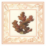 Coral with Shell Border II