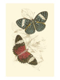 Jardine Butterflies I